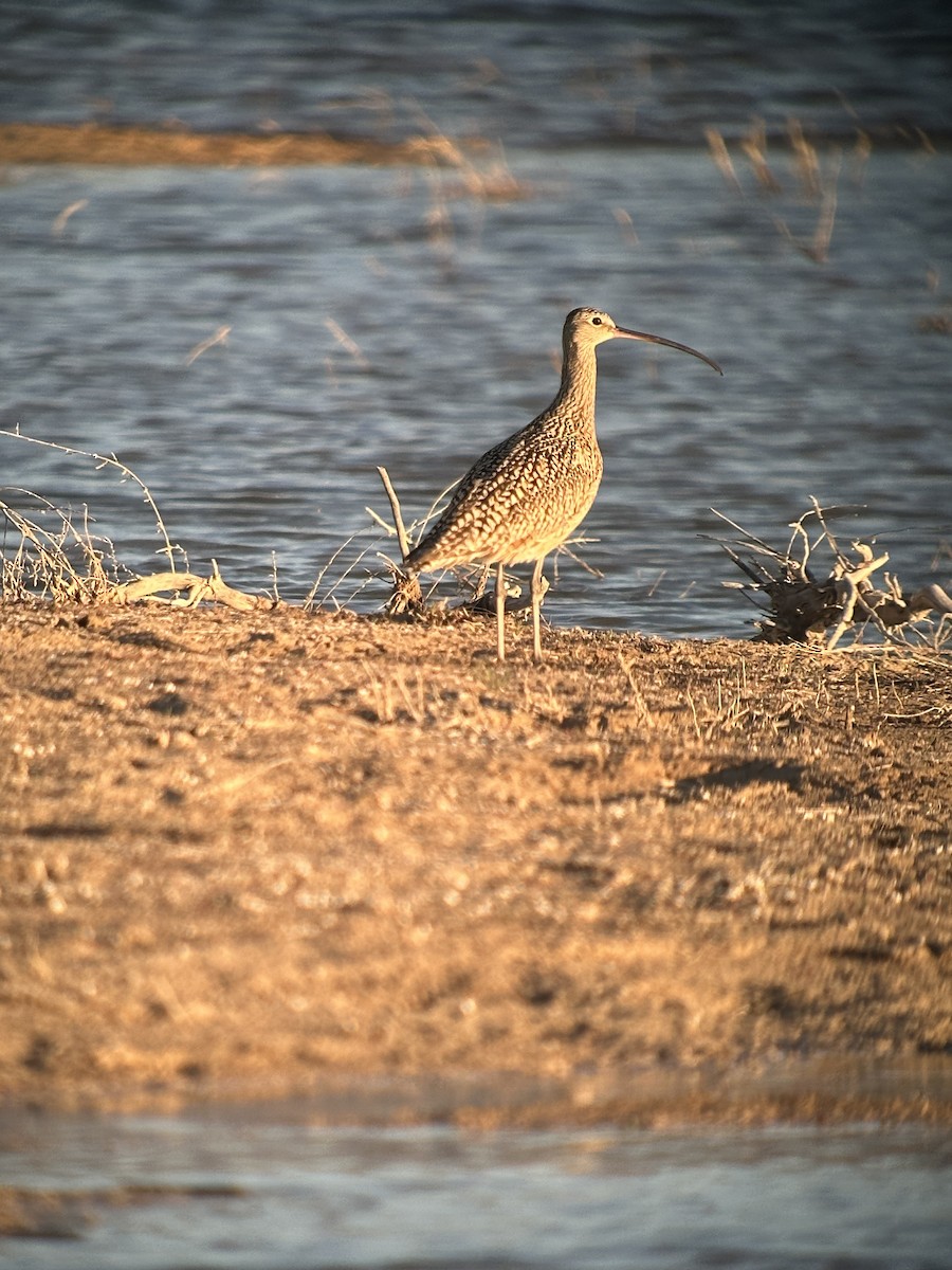 Long-billed Curlew - ML617855037