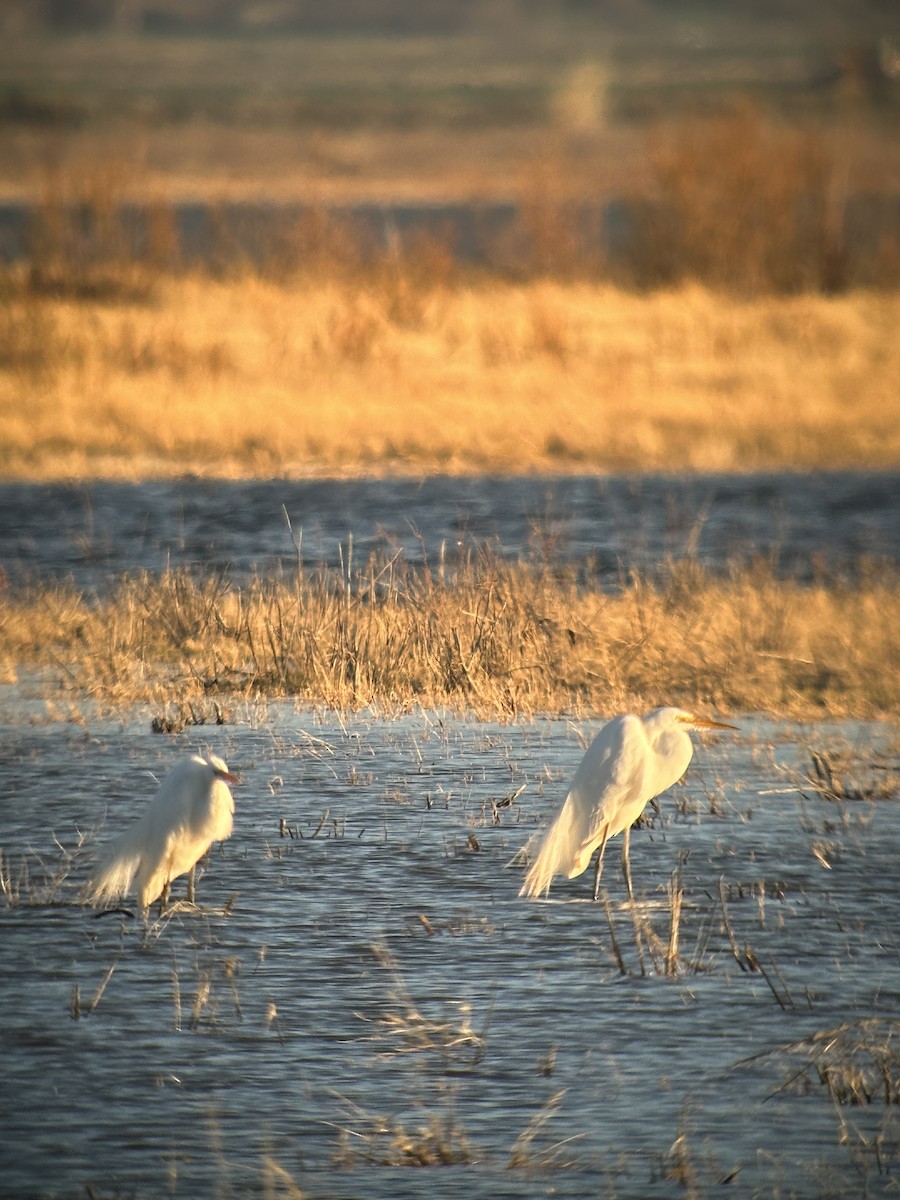 Great Egret - ML617855051