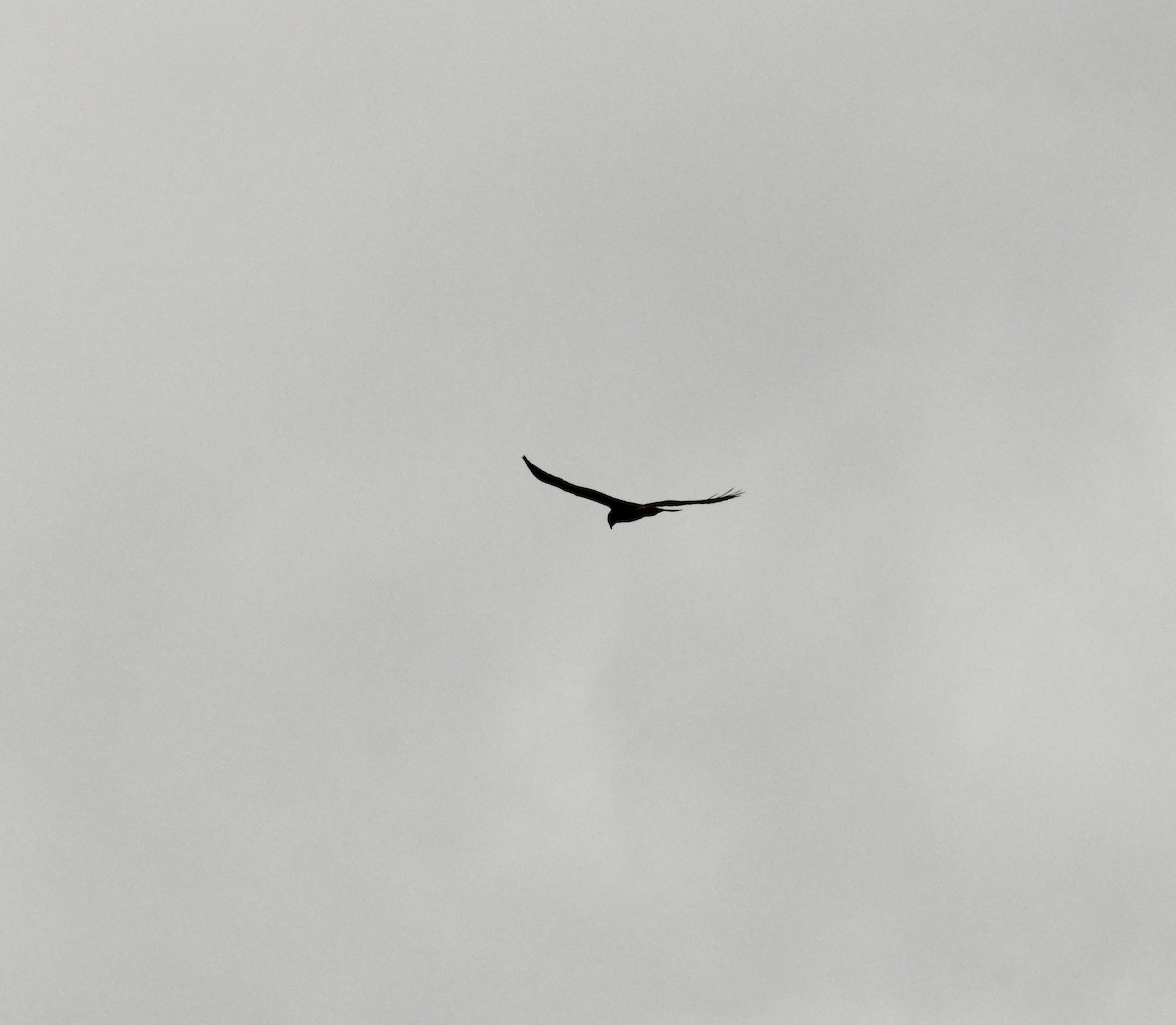 Swainson's Hawk - ML617855054