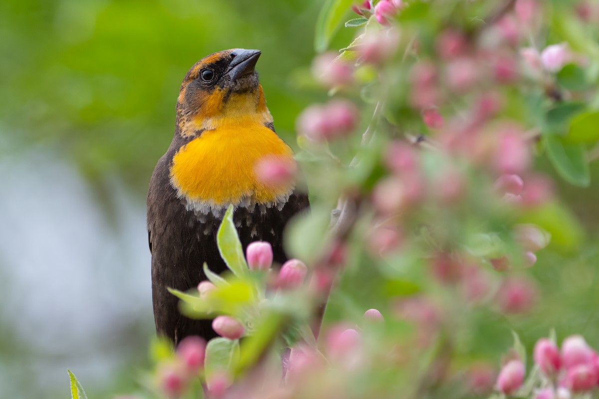 Yellow-headed Blackbird - Matthew Dolkart