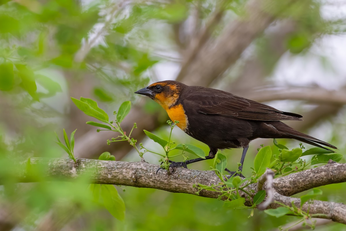 Yellow-headed Blackbird - Matthew Dolkart