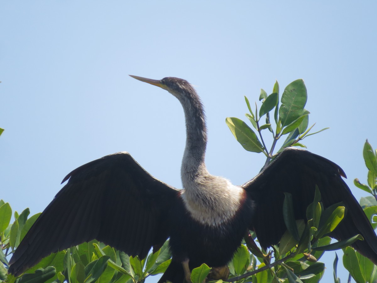 Anhinga - ML617855096