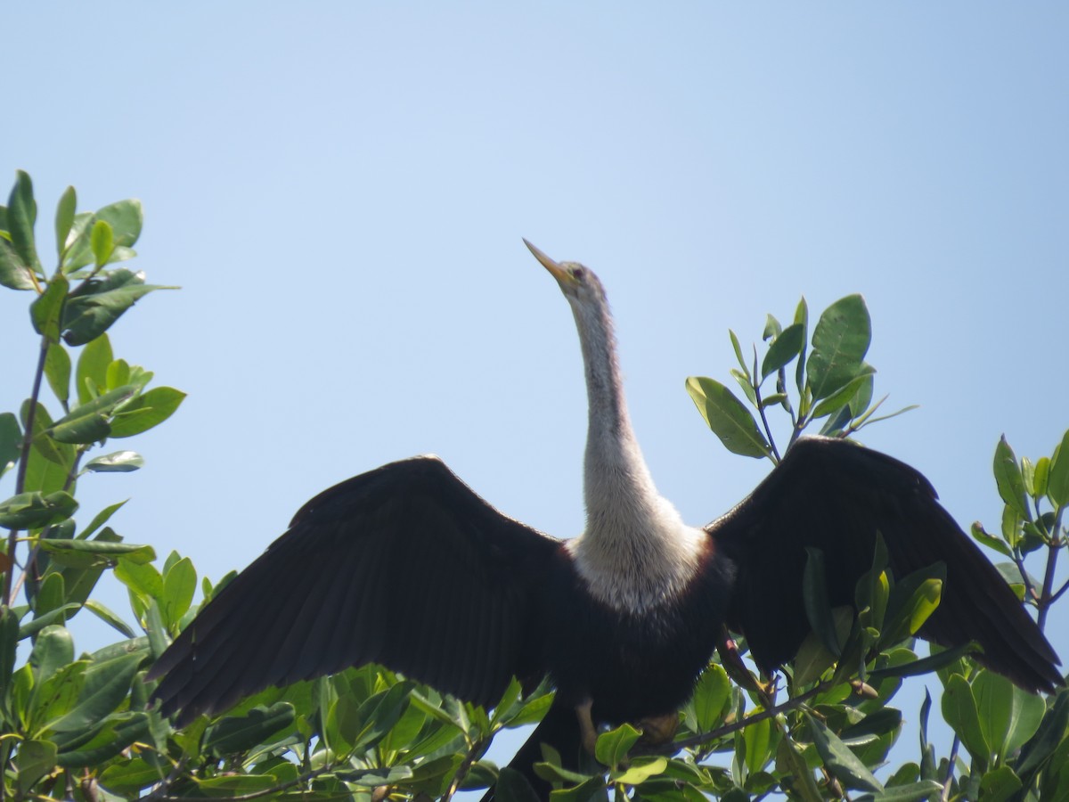 Anhinga - ML617855097