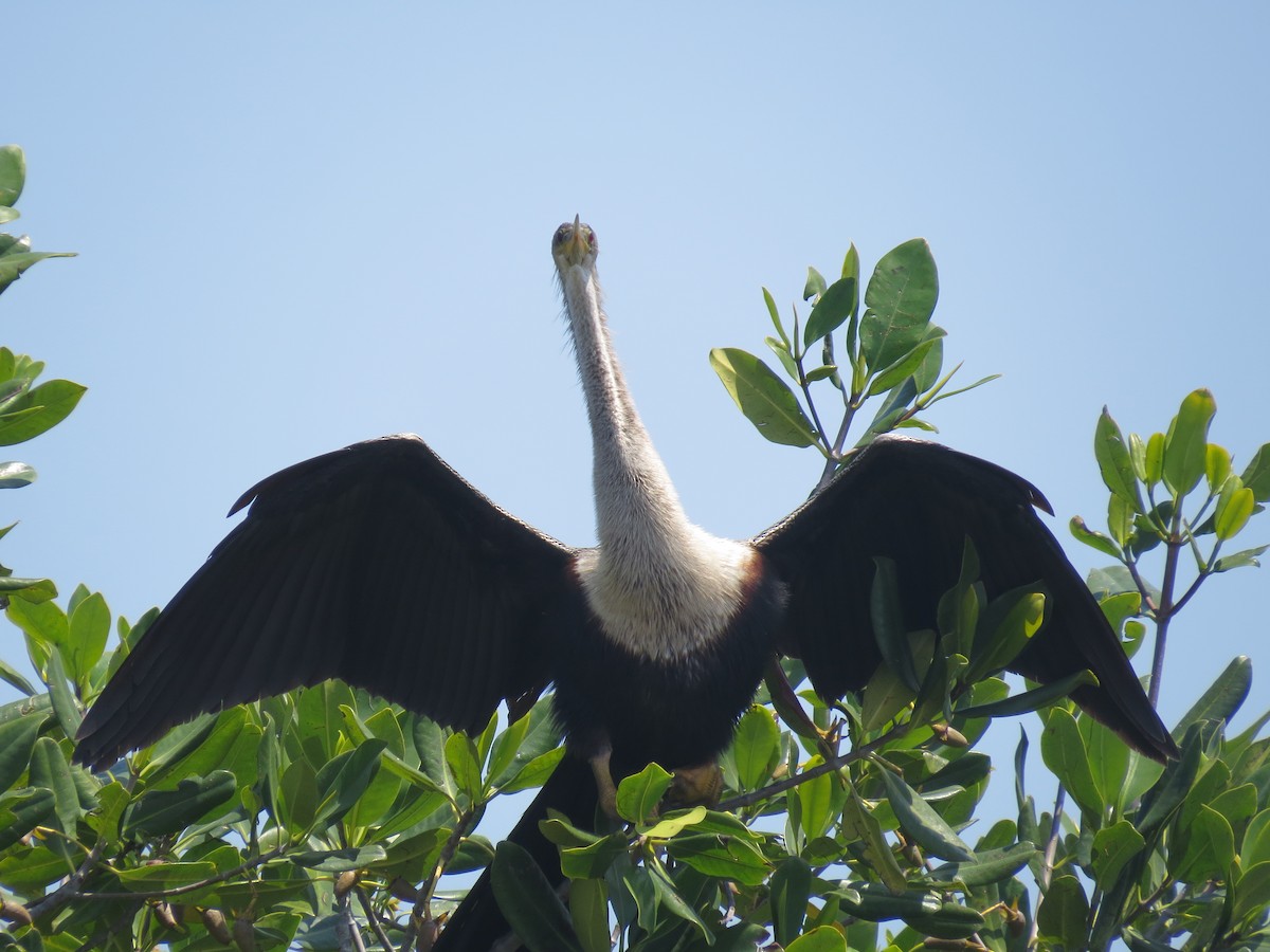 Anhinga - ML617855099