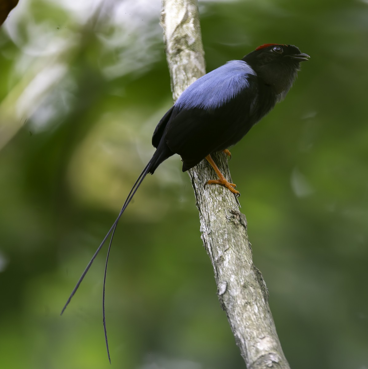 Long-tailed Manakin - ML617855169