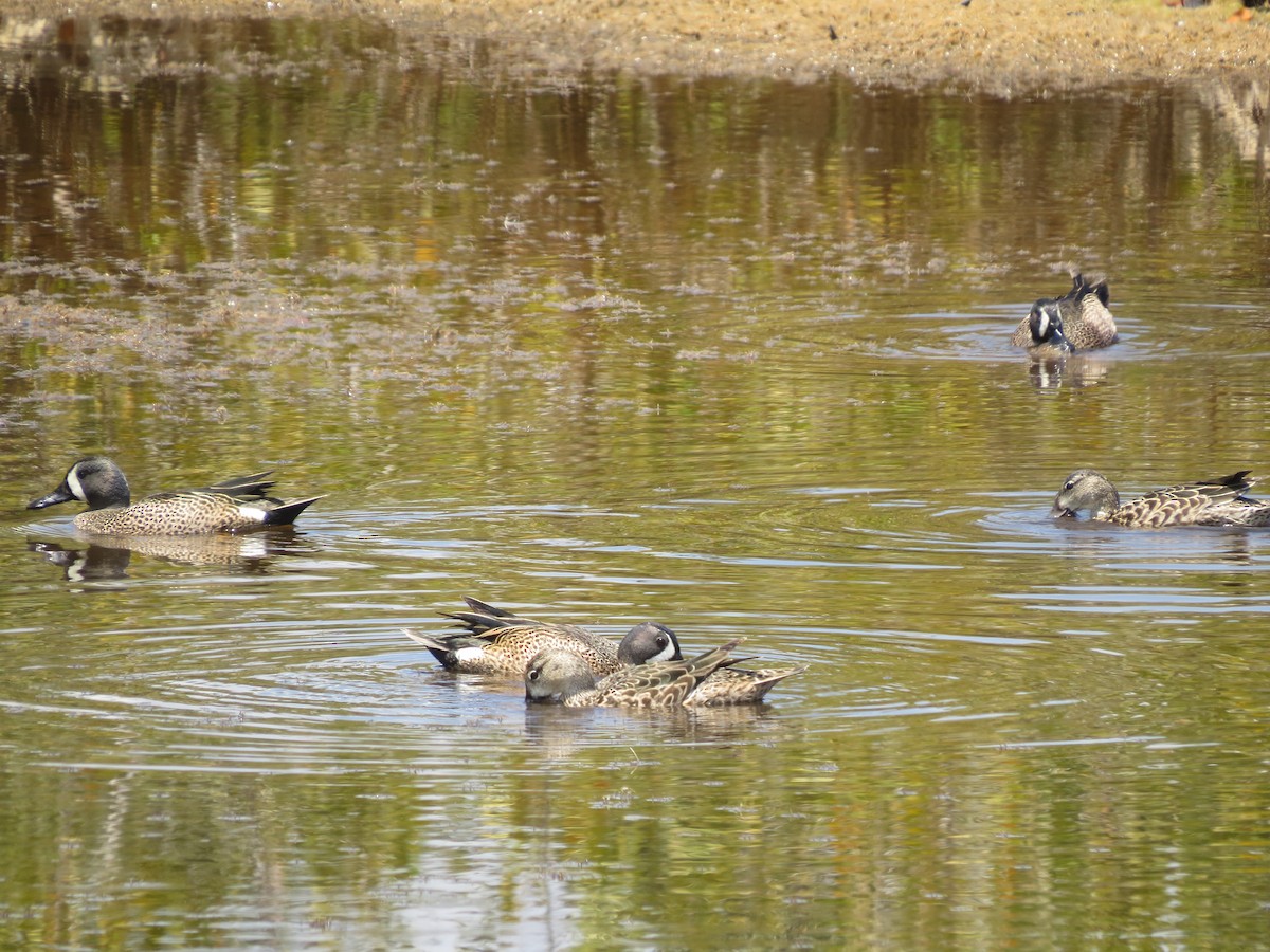 Blue-winged Teal - Evan Waite