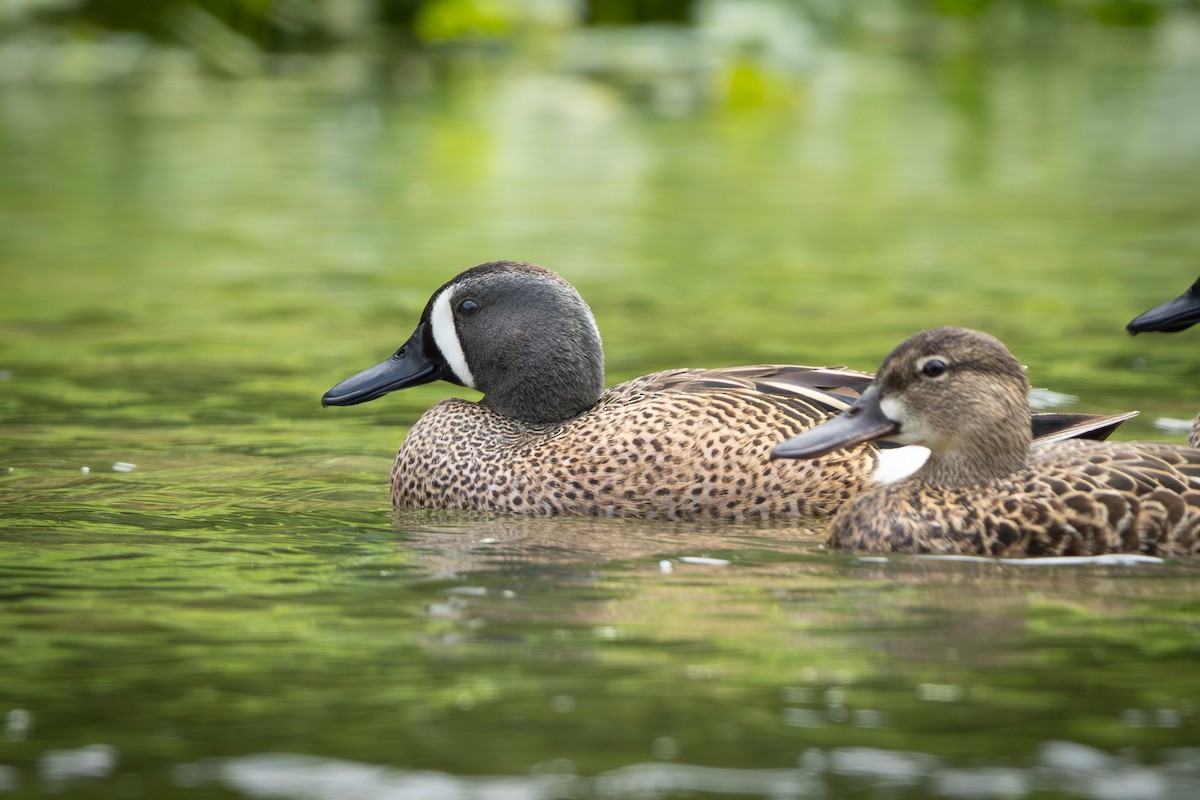 Blue-winged Teal - ML617855257