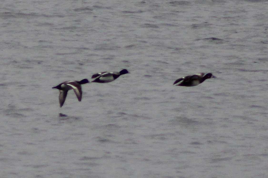 Lesser Scaup - ML617855265