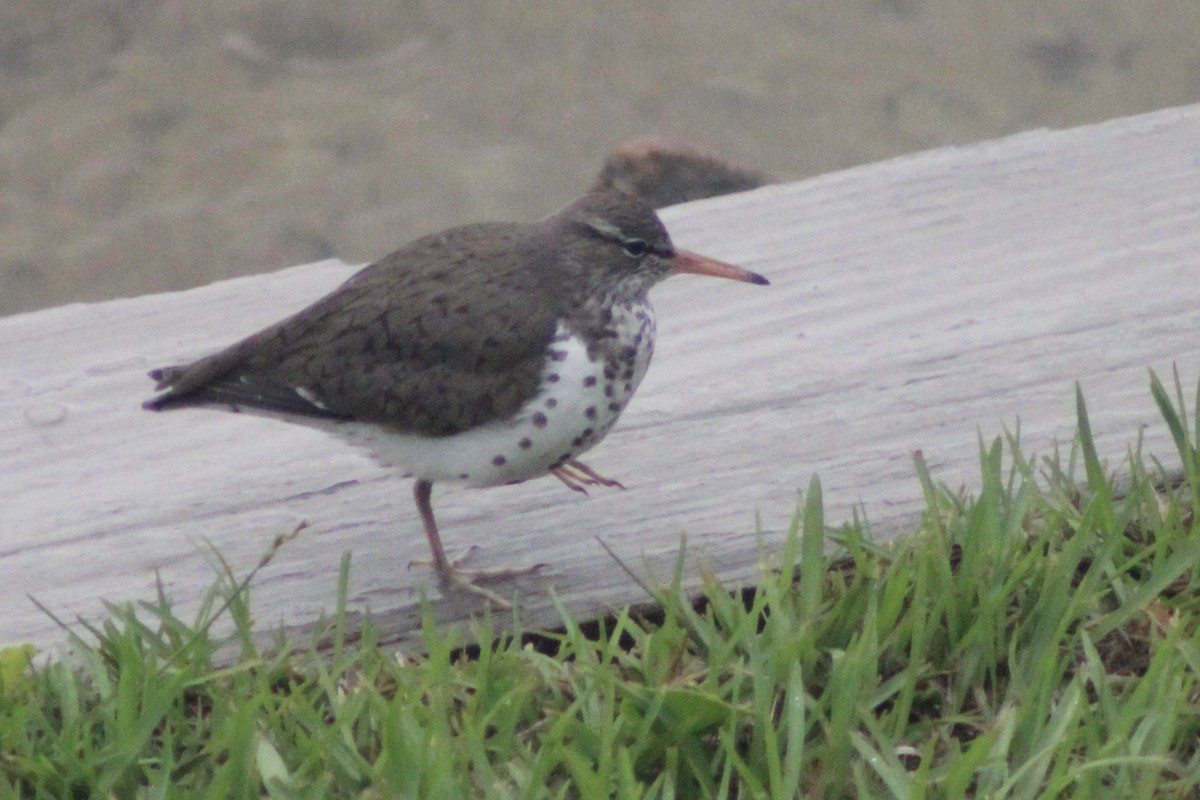 Spotted Sandpiper - ML617855274