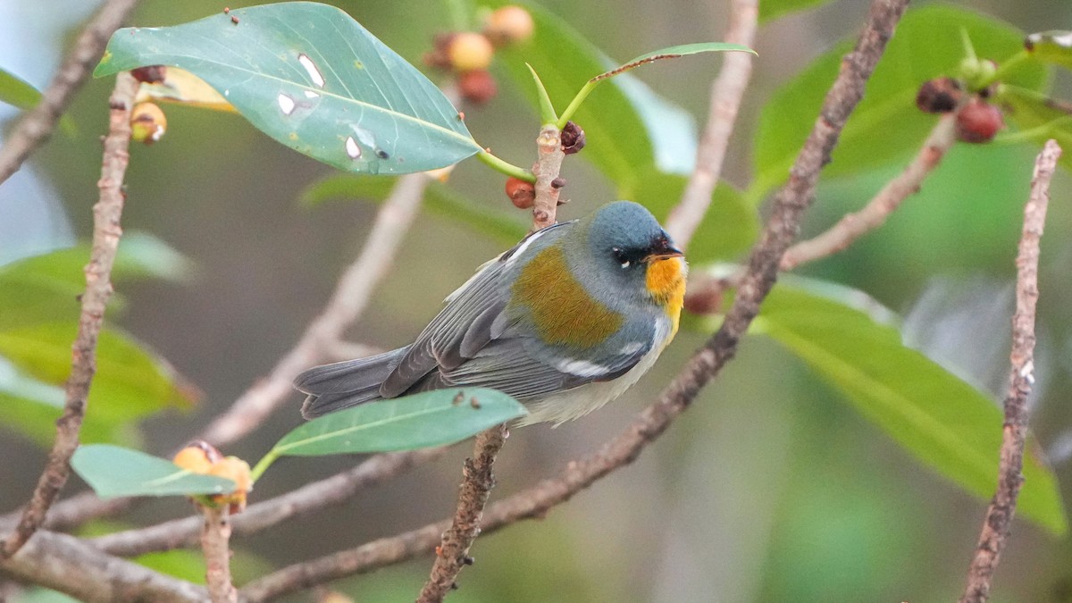 Northern Parula - Tuly  Datena