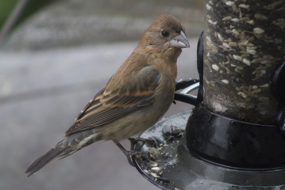 Blue Grosbeak - Kevin Markham