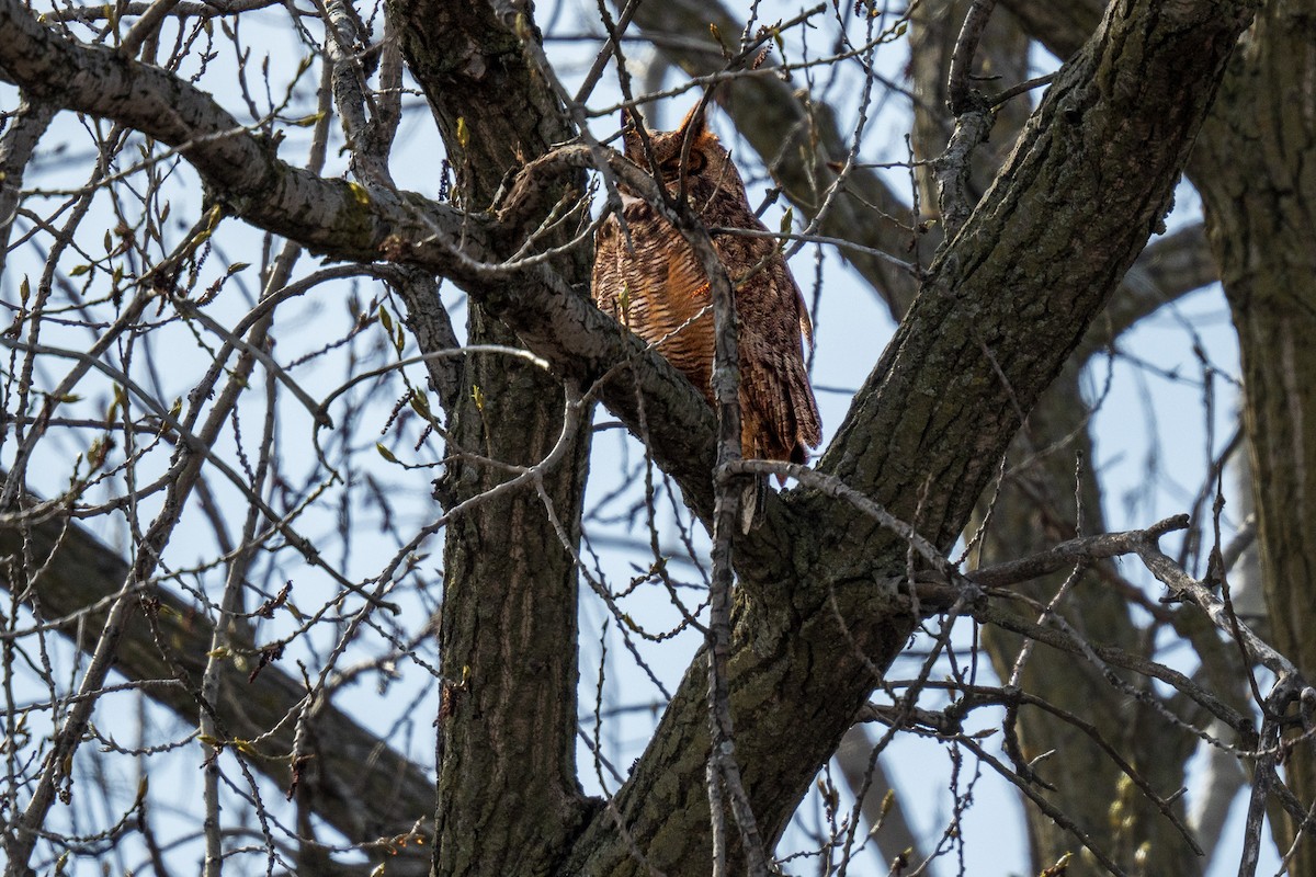 Great Horned Owl - ML617855404