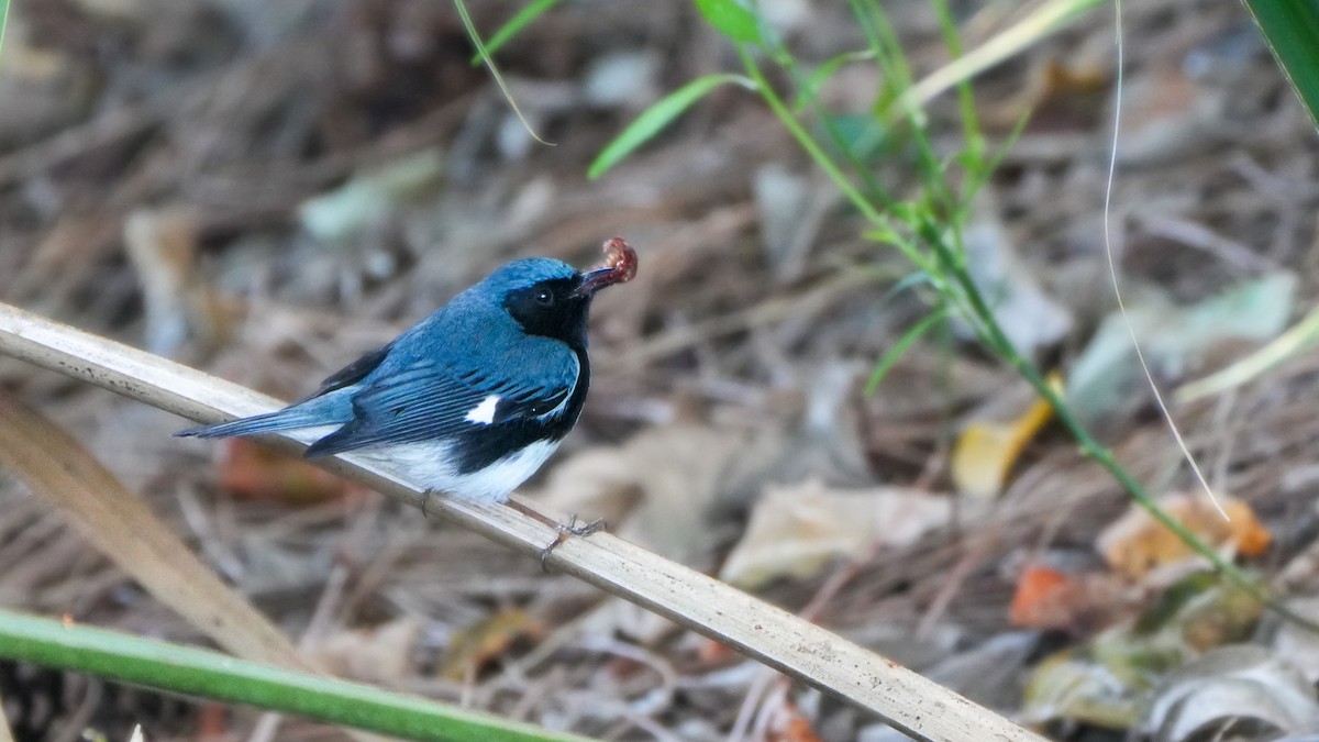 Black-throated Blue Warbler - Tuly  Datena