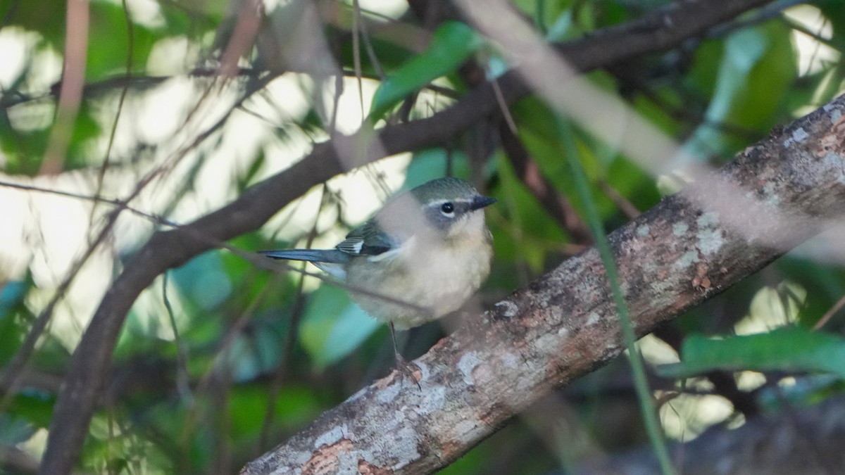 Black-throated Blue Warbler - ML617855416