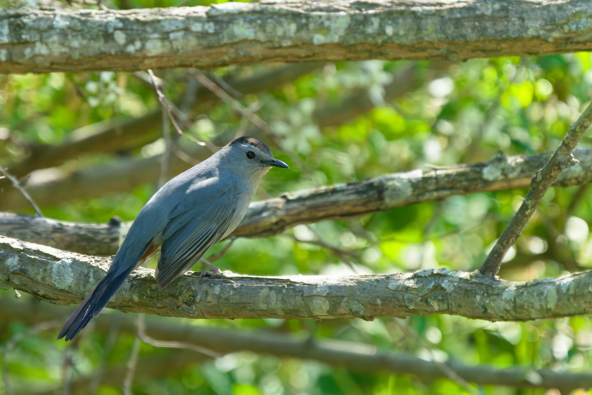 Pájaro Gato Gris - ML617855425