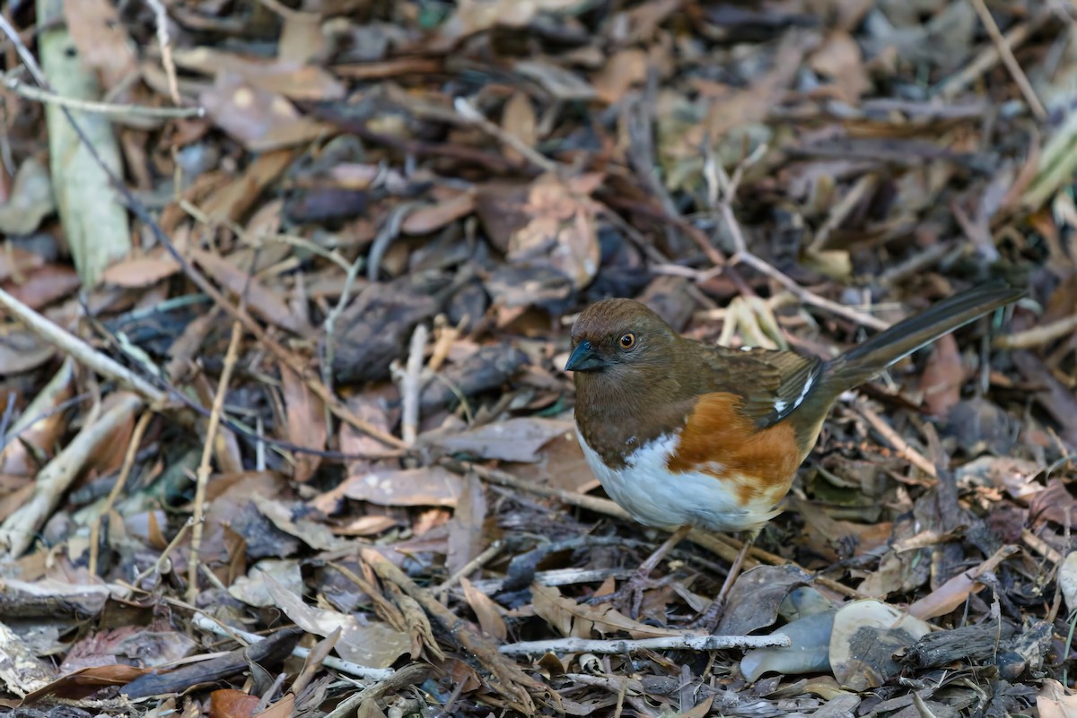 Eastern Towhee - ML617855435