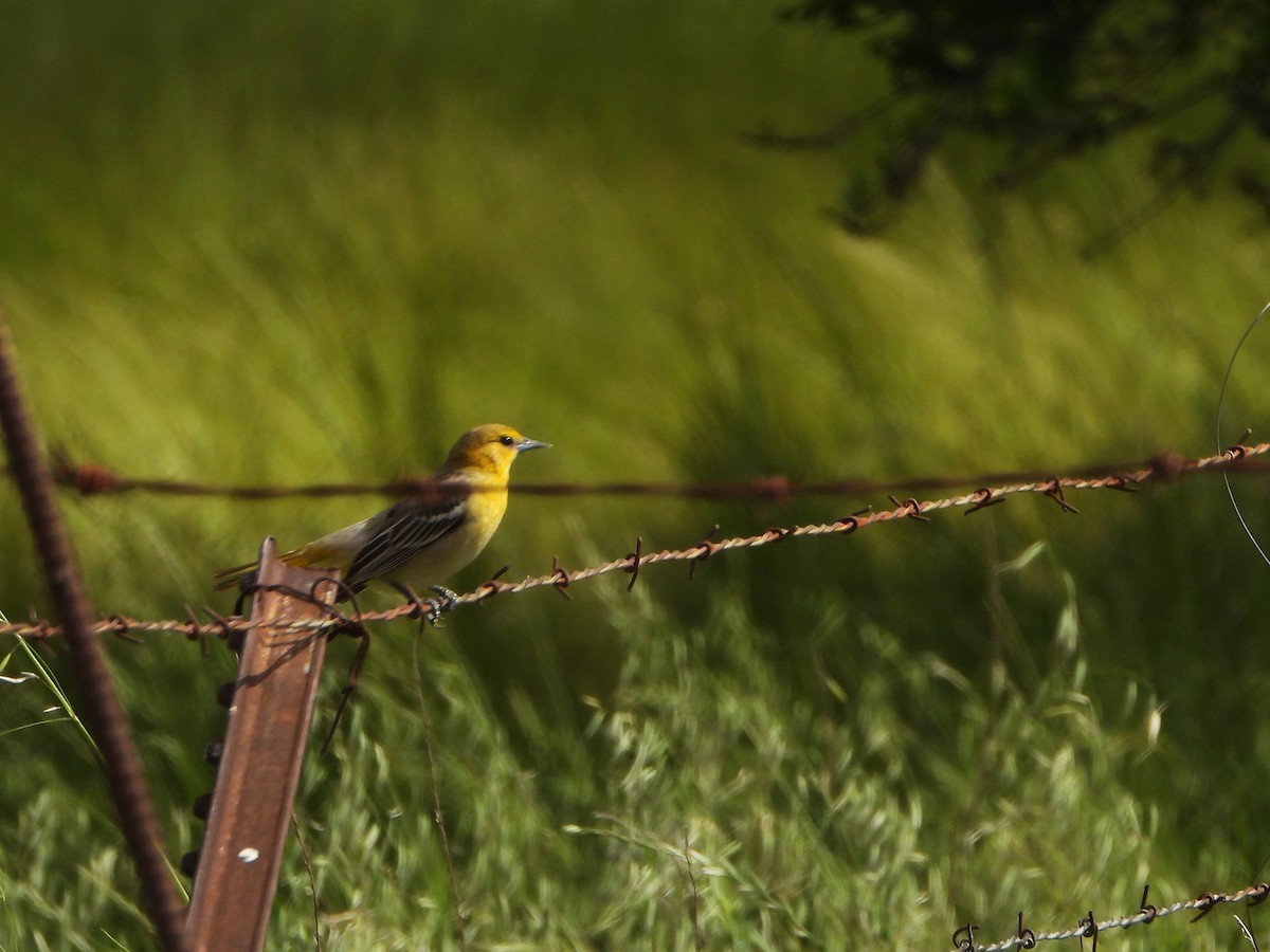 Bullock's Oriole - Lynne Craft