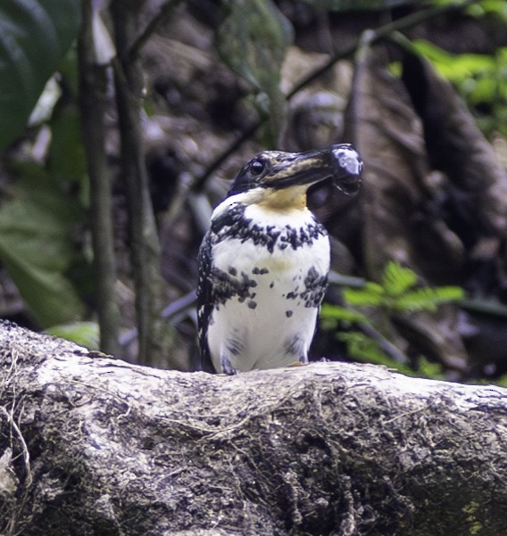 Green Kingfisher - ML617855505