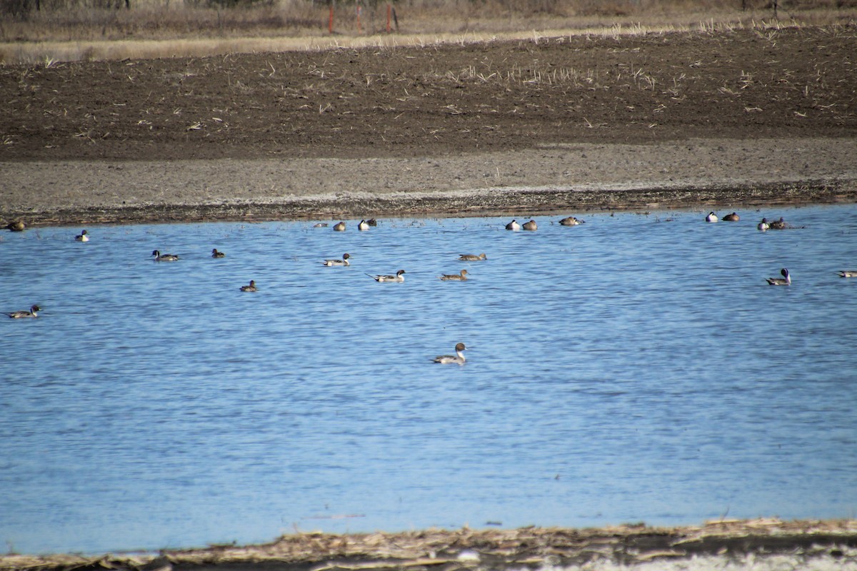 Northern Pintail - ML617855517