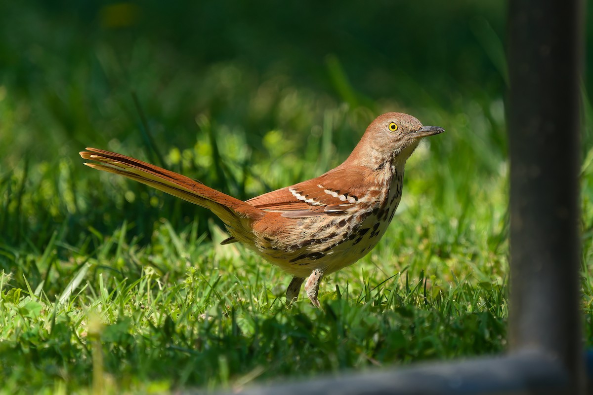 Brown Thrasher - ML617855524