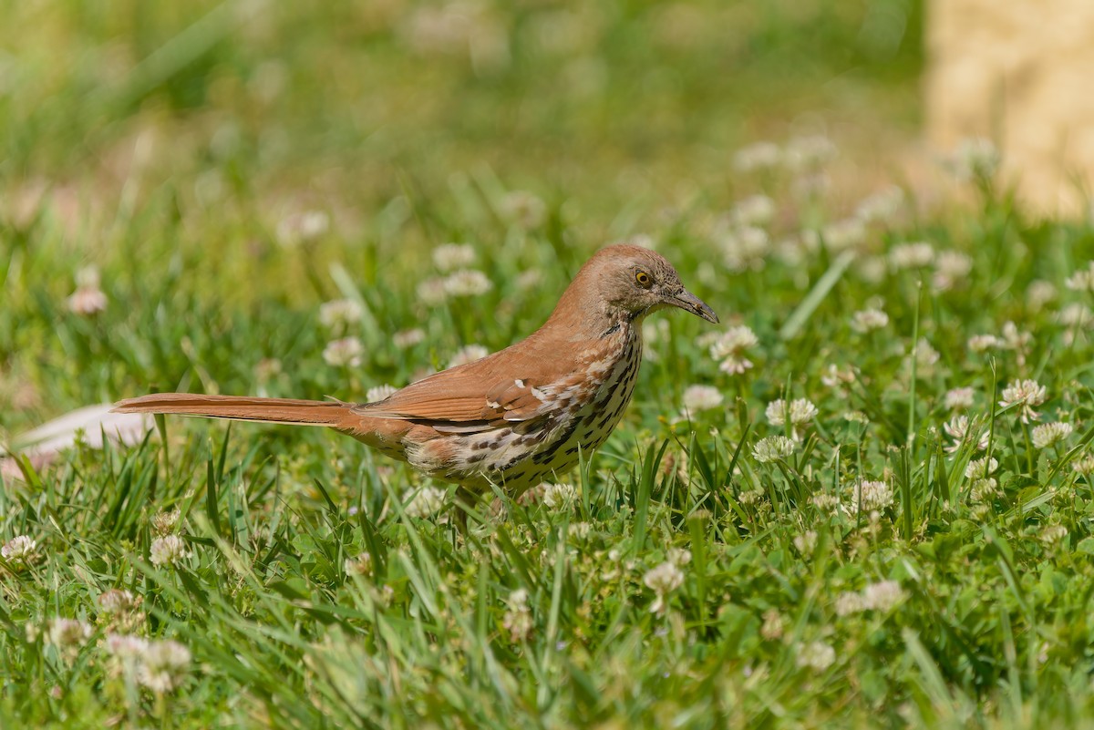 Brown Thrasher - ML617855525