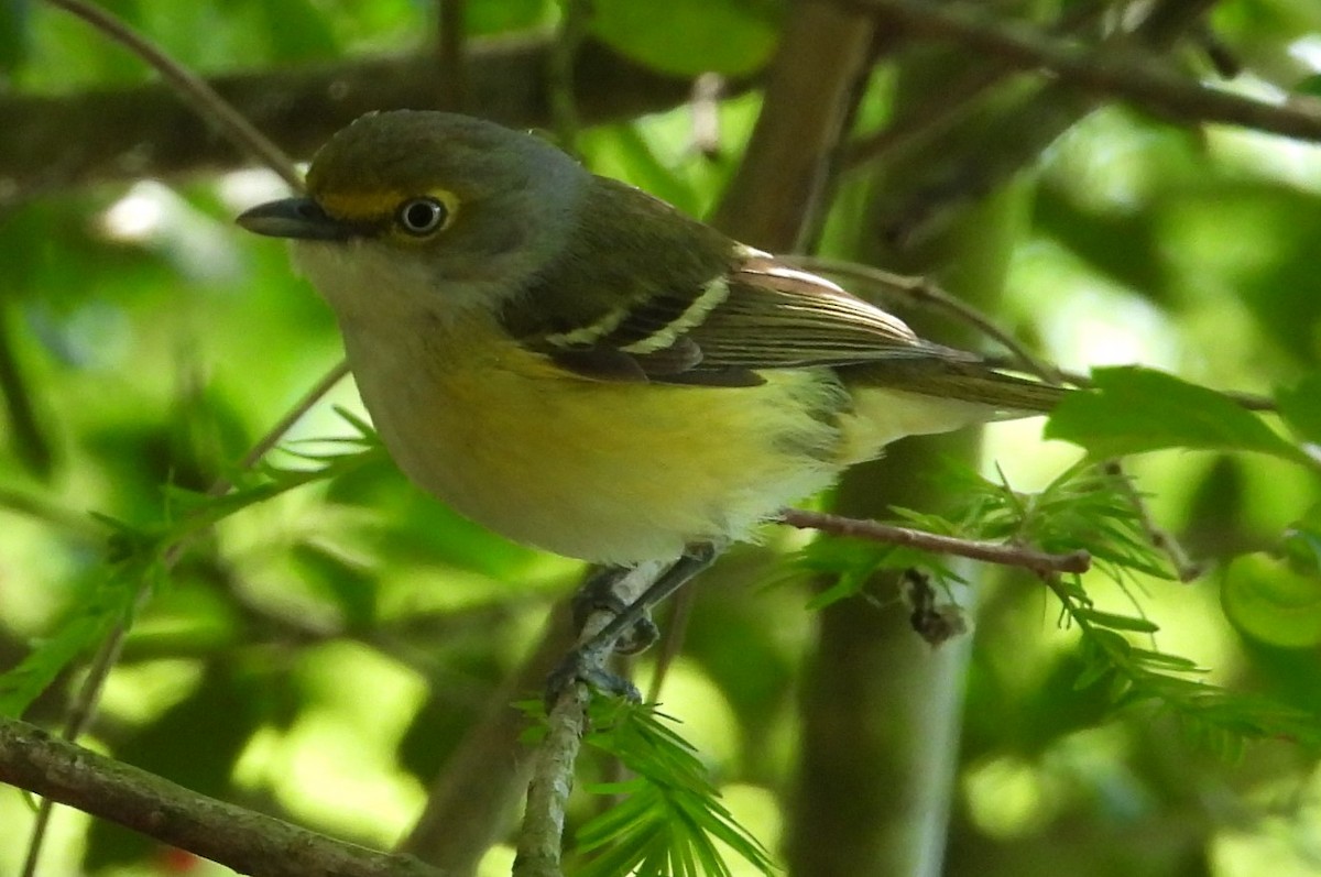 Viréo aux yeux blancs - ML617855527