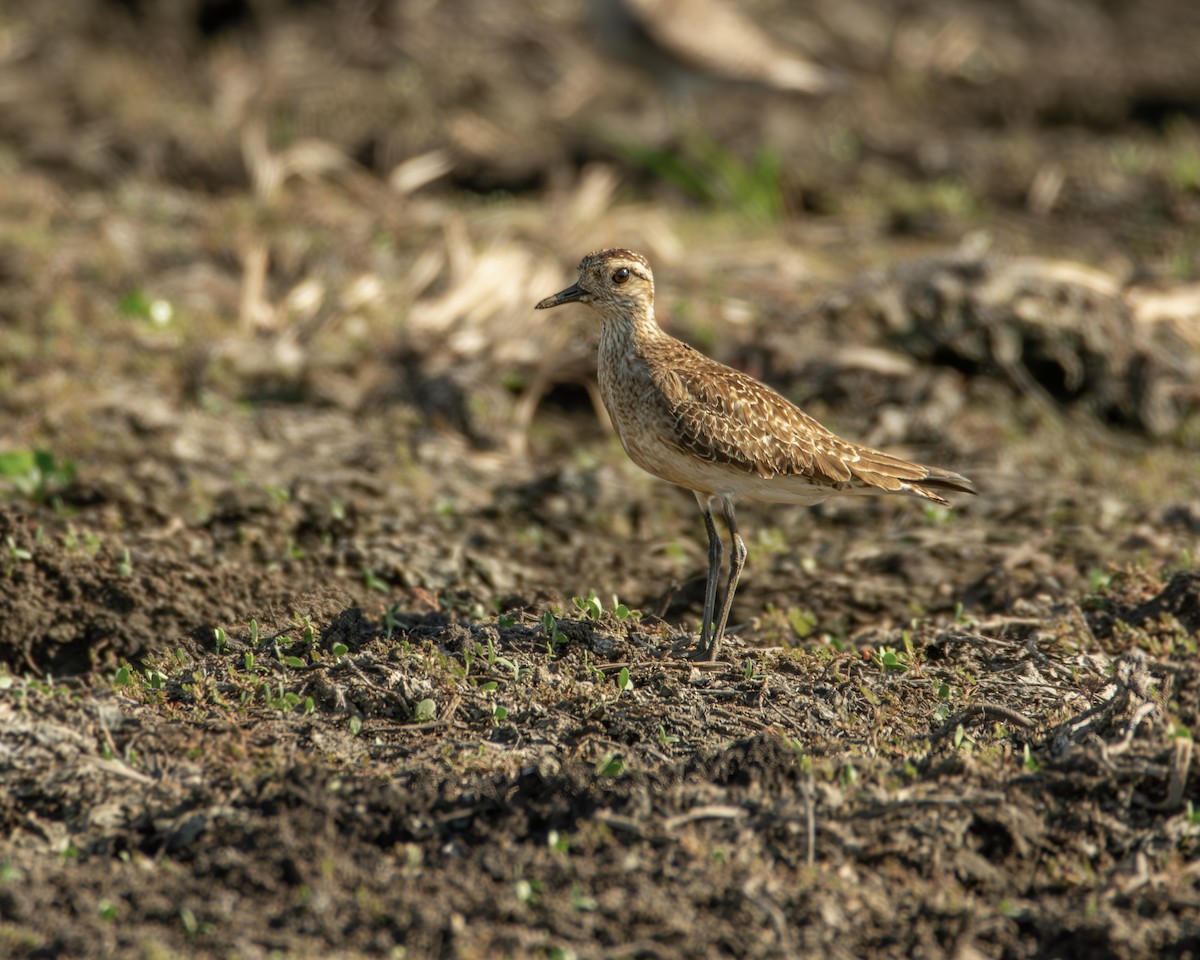 American Golden-Plover - ML617855528