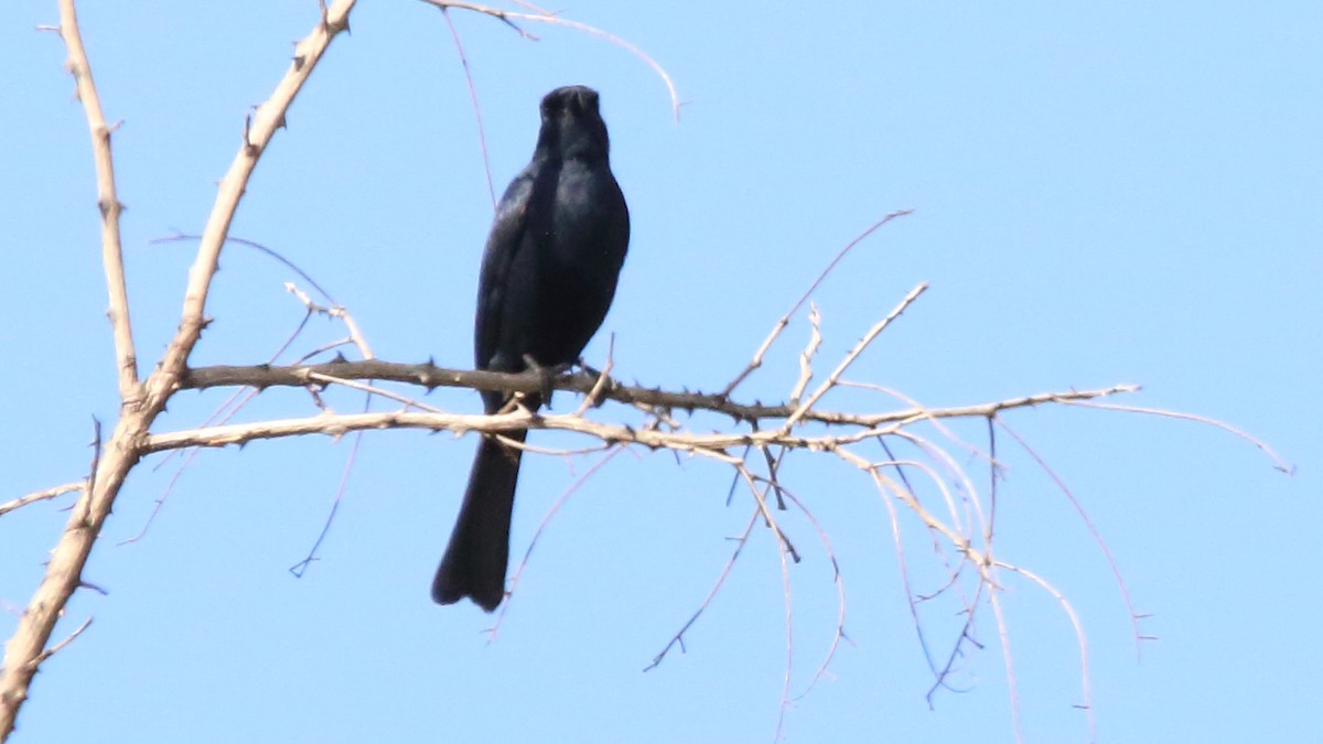 Güneyli Drongo Sinekkapanı - ML617855537