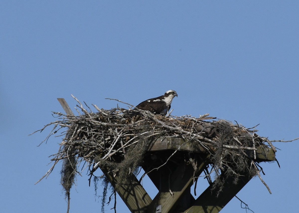 Águila Pescadora - ML617855557