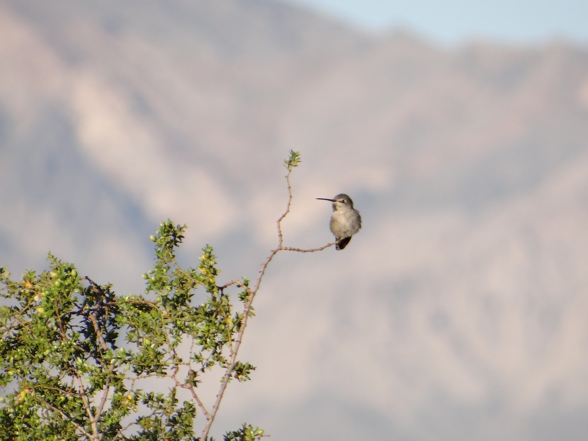 Colibrí de Costa - ML617855564