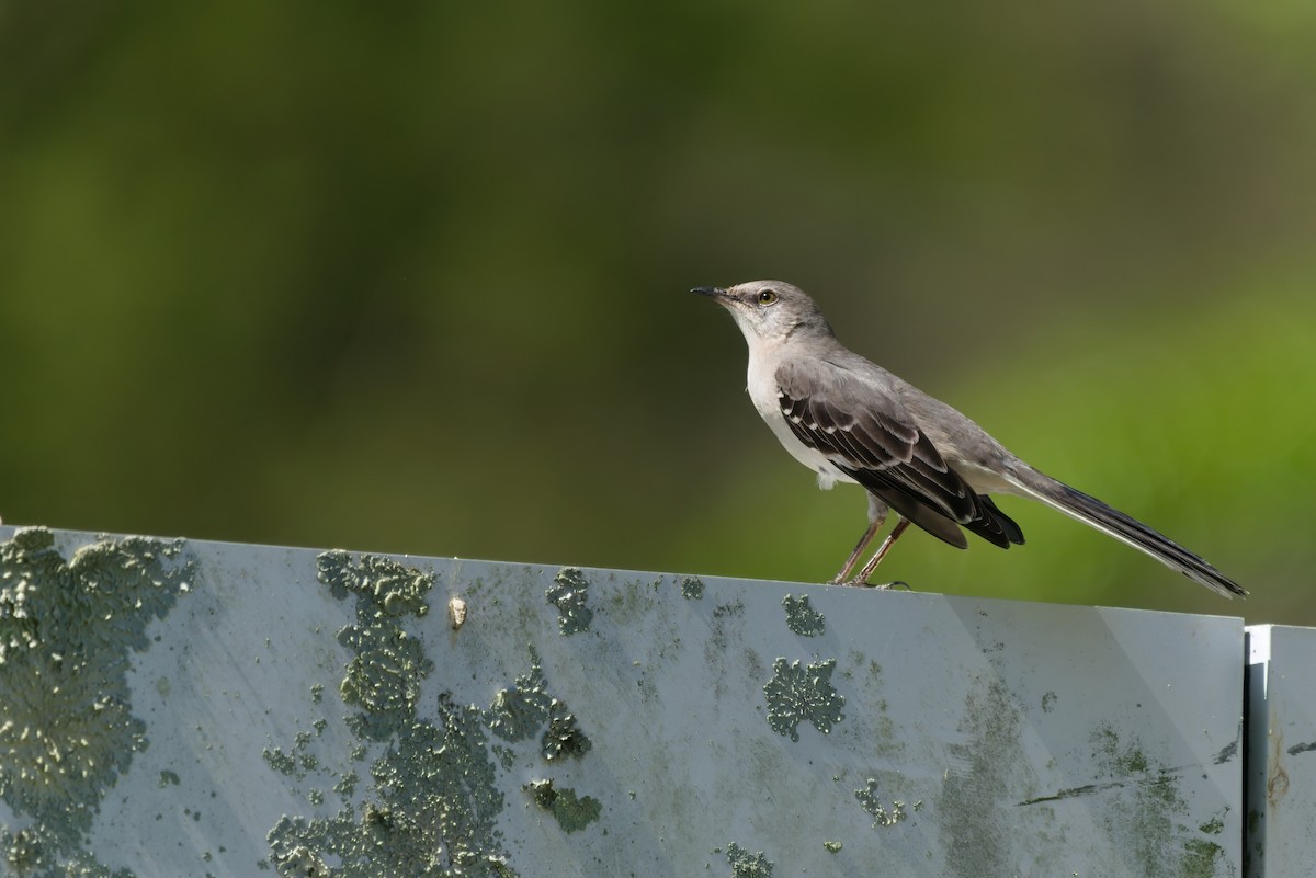 Northern Mockingbird - ML617855584