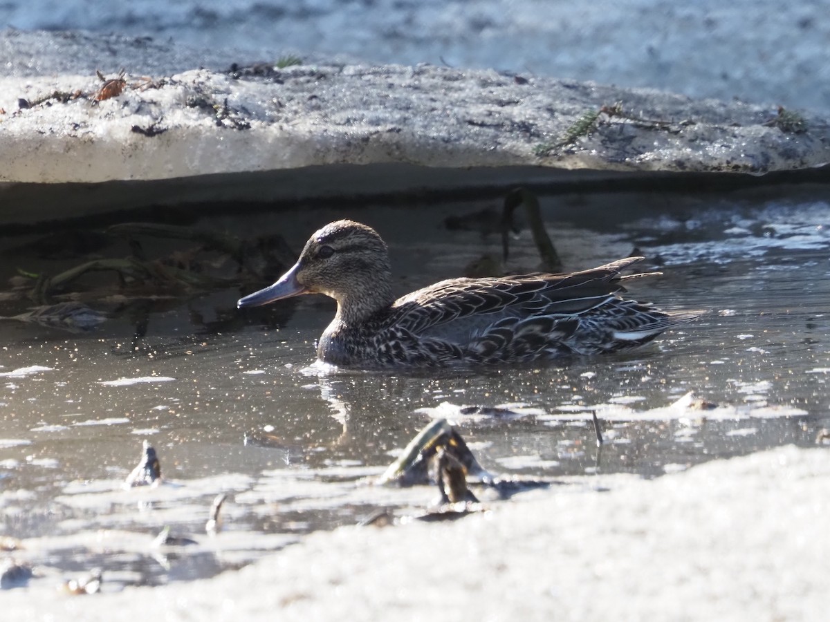 Green-winged Teal - ML617855609