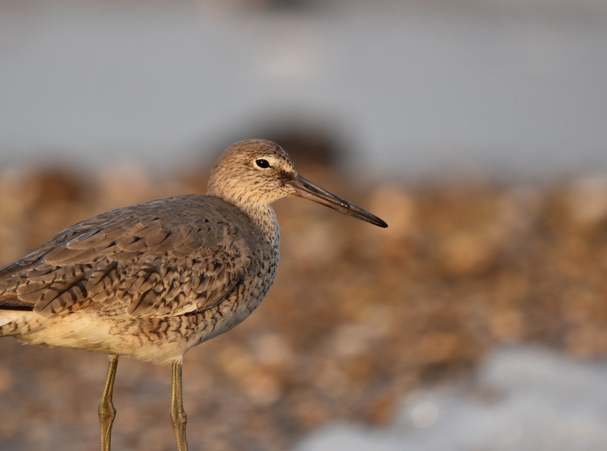 Willet - ML617855617