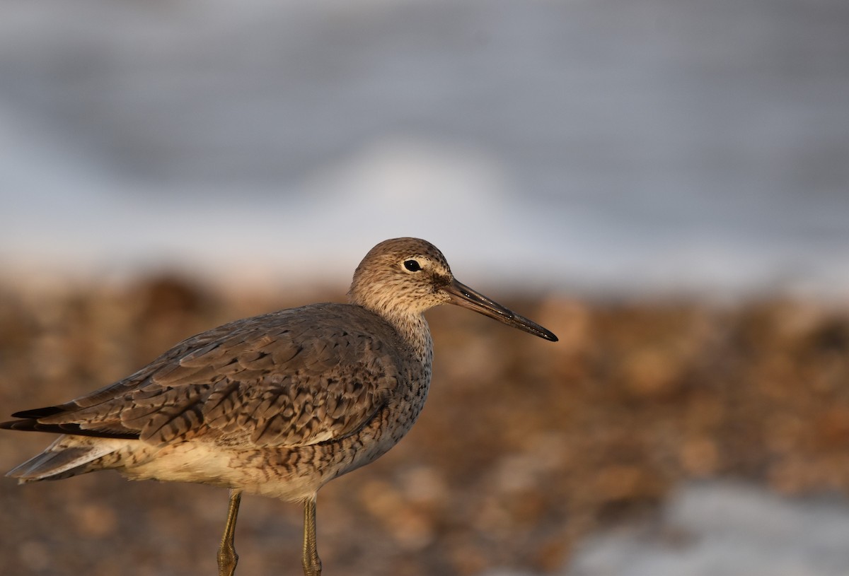 Willet - ML617855618