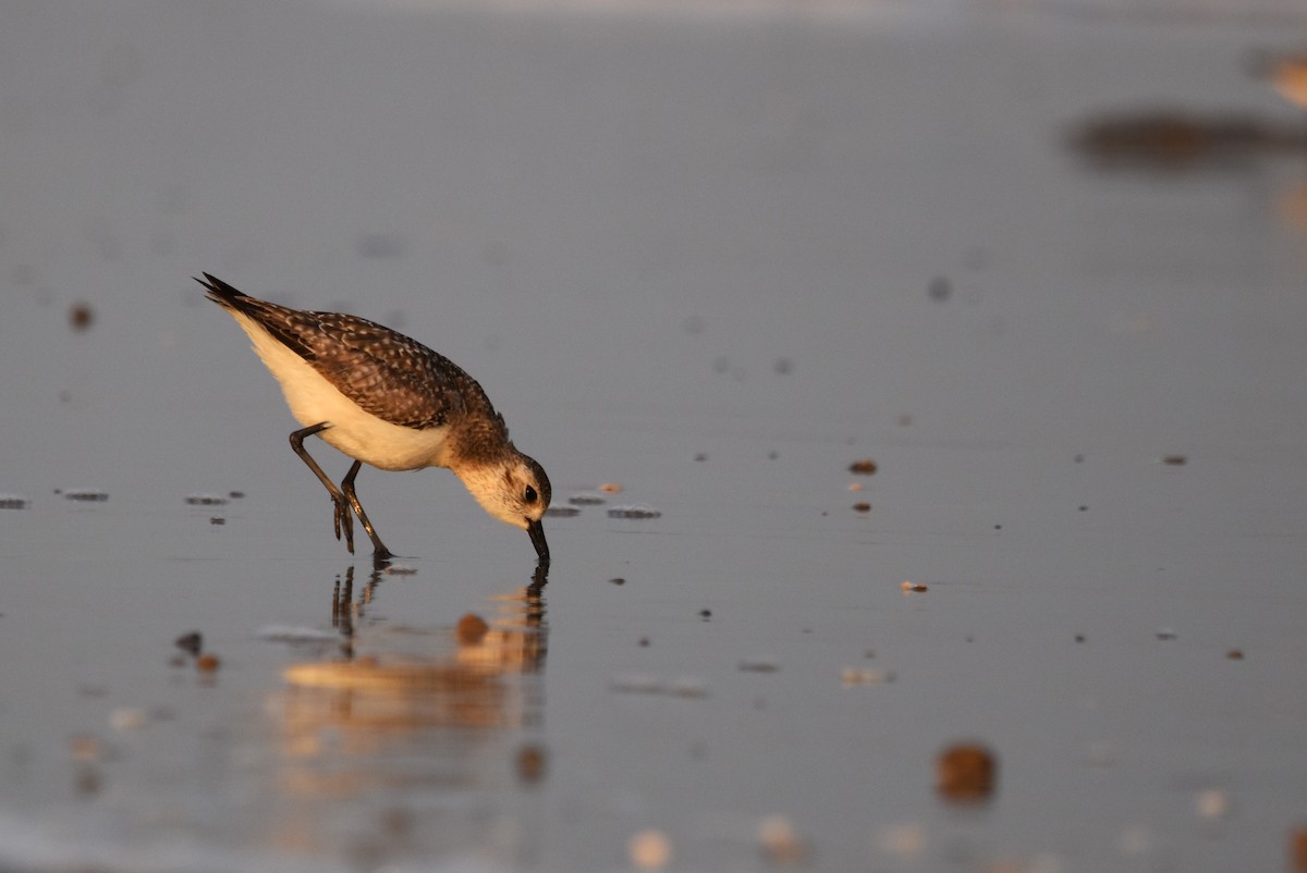 Black-bellied Plover - ML617855624