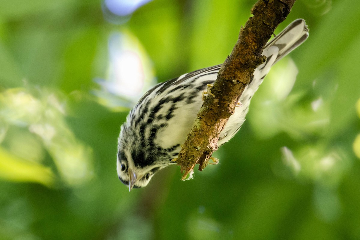 Black-and-white Warbler - ML617855696