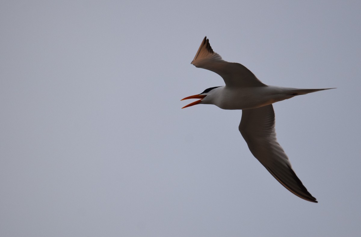 Royal Tern - ML617855704