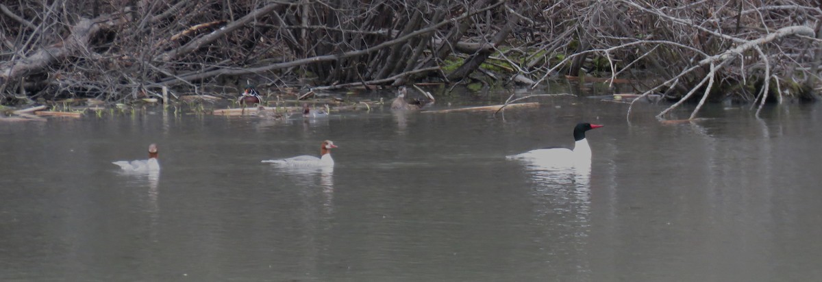 Common Merganser - Michel Turcot