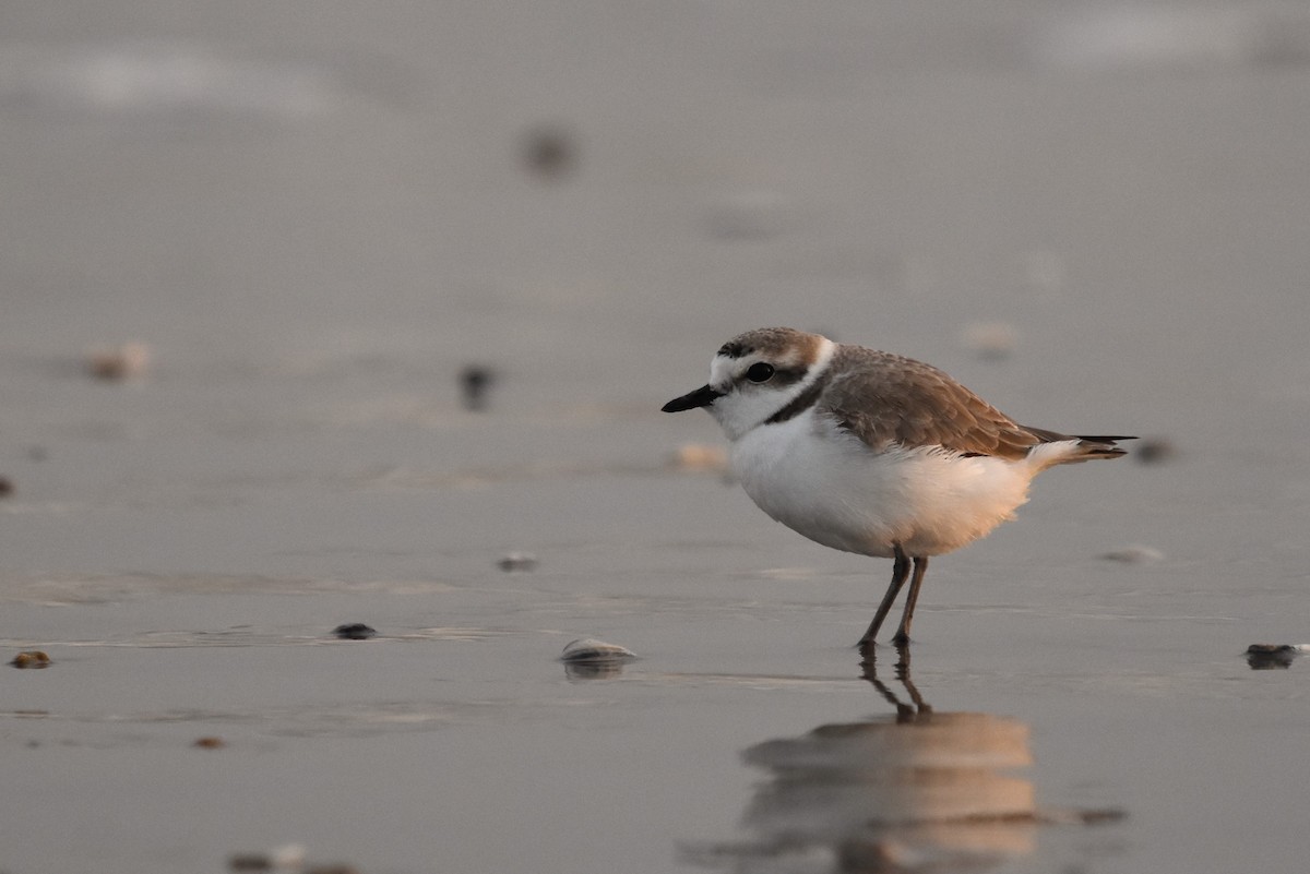 Snowy Plover - ML617855754