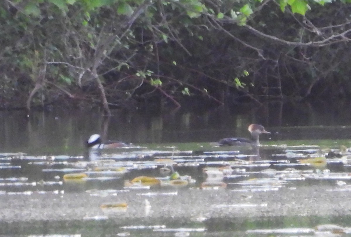 Hooded Merganser - ML617855779