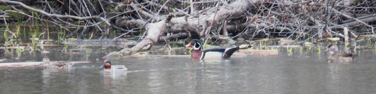 Wood Duck - Michel Turcot