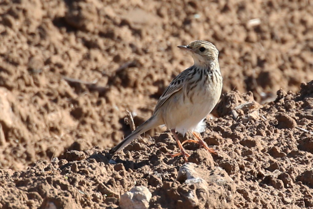 Sprague's Pipit - ML617855798