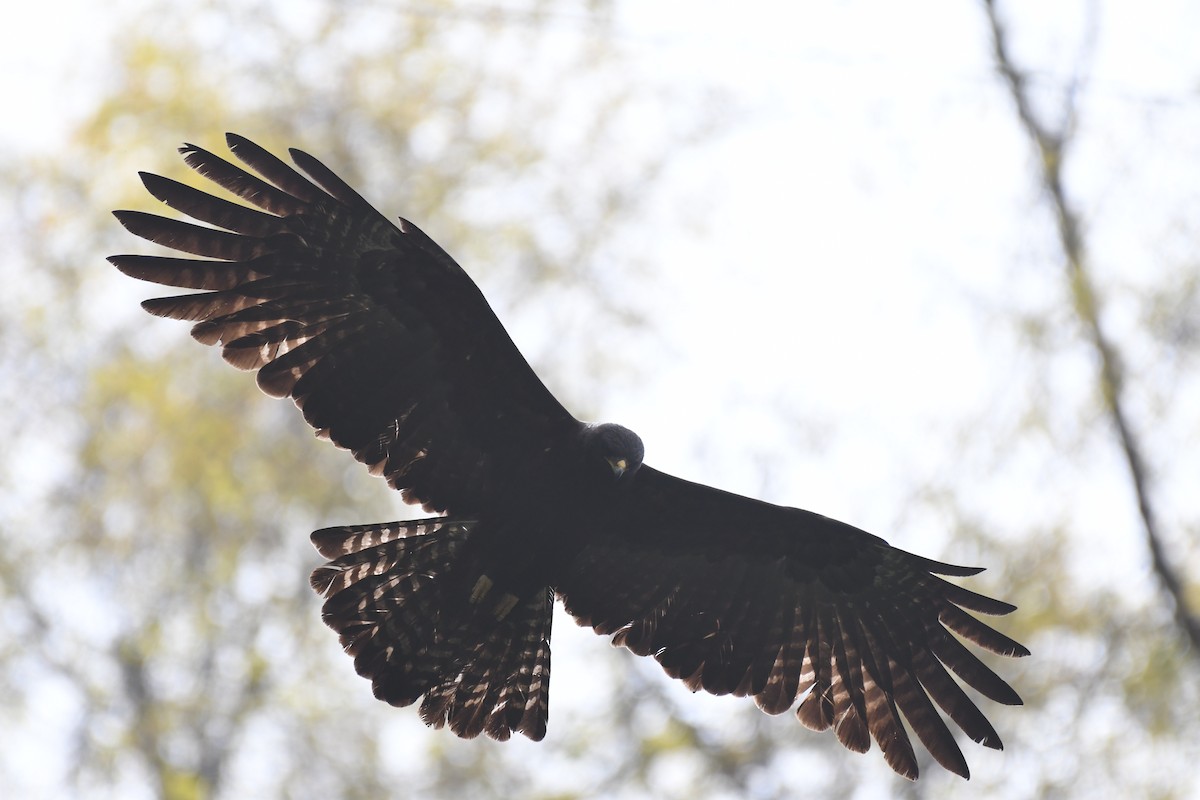 Águila Milana - ML617855856