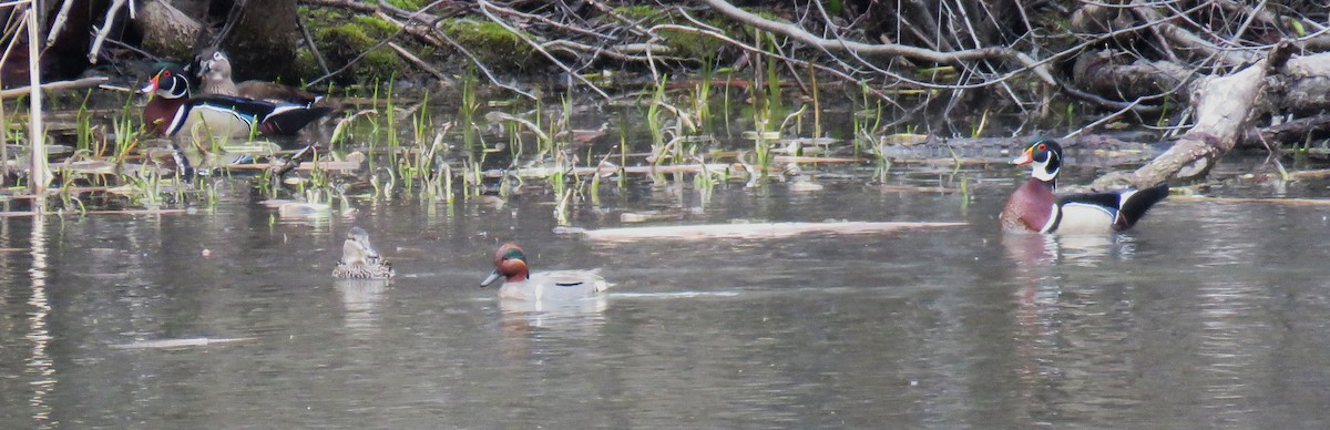 Green-winged Teal - Michel Turcot
