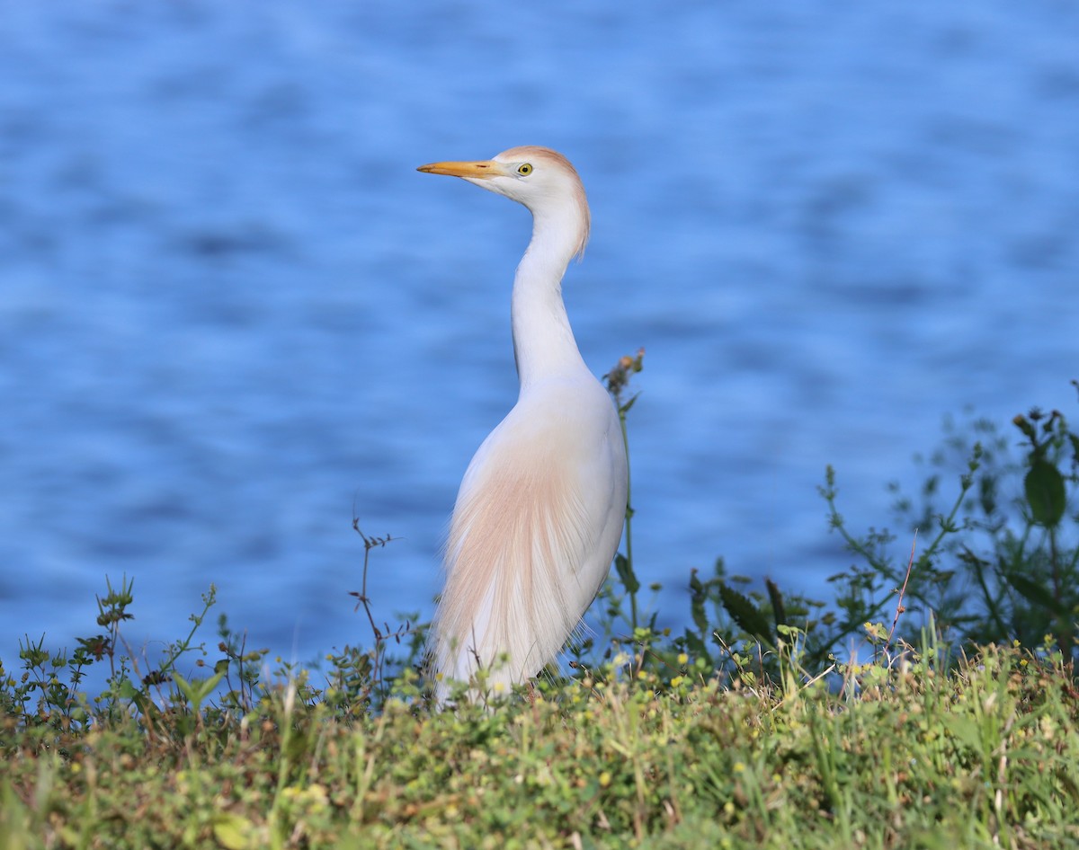 Western Cattle Egret - ML617855932