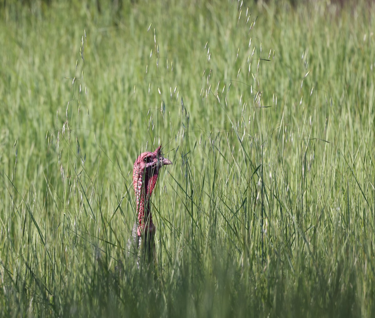 Wild Turkey - ML617855960