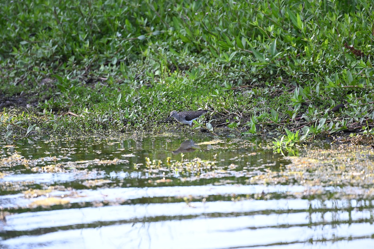 Solitary Sandpiper - Taylor Naquin