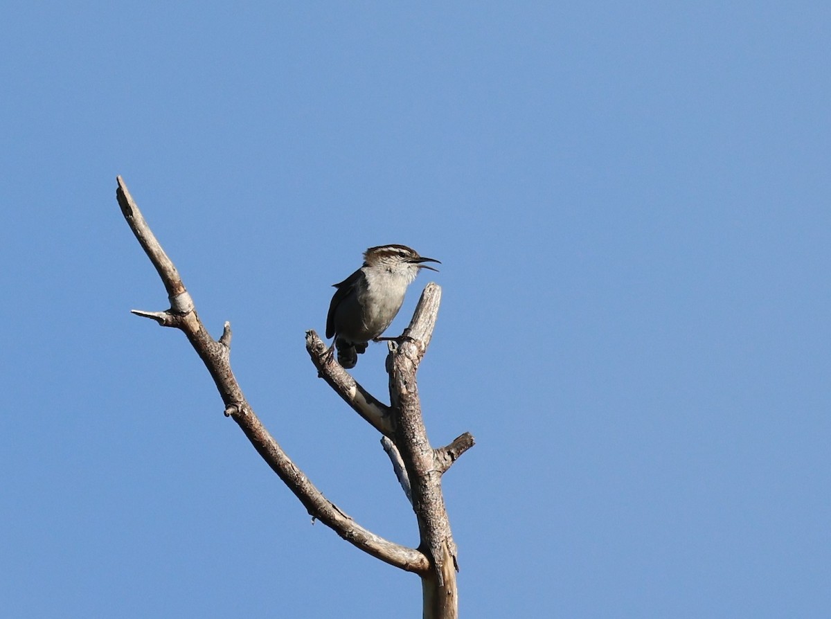 Bewick's Wren - ML617855987