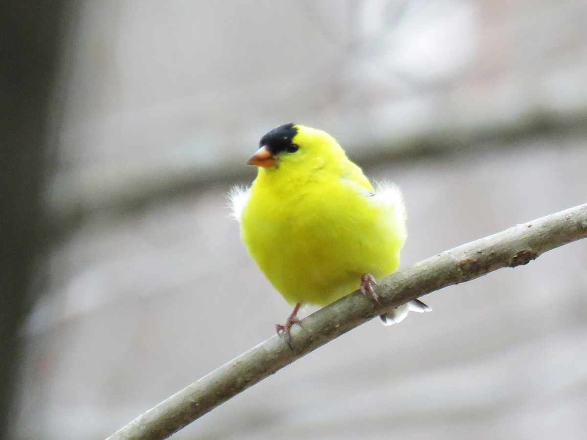 American Goldfinch - Michel Turcot