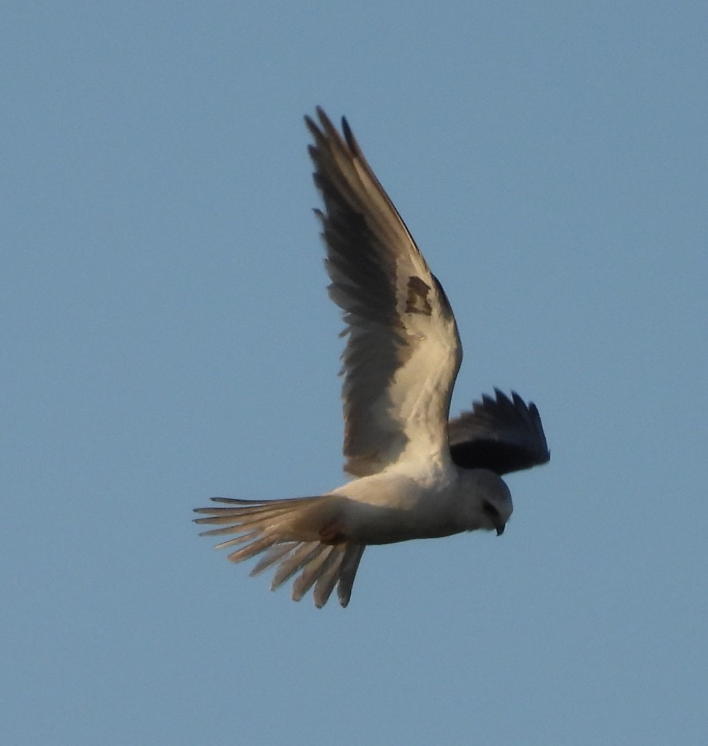 White-tailed Kite - ML617856004
